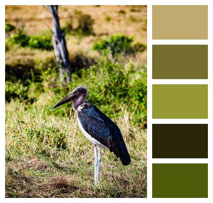 Wild Animal Bird Marabou Stork Image